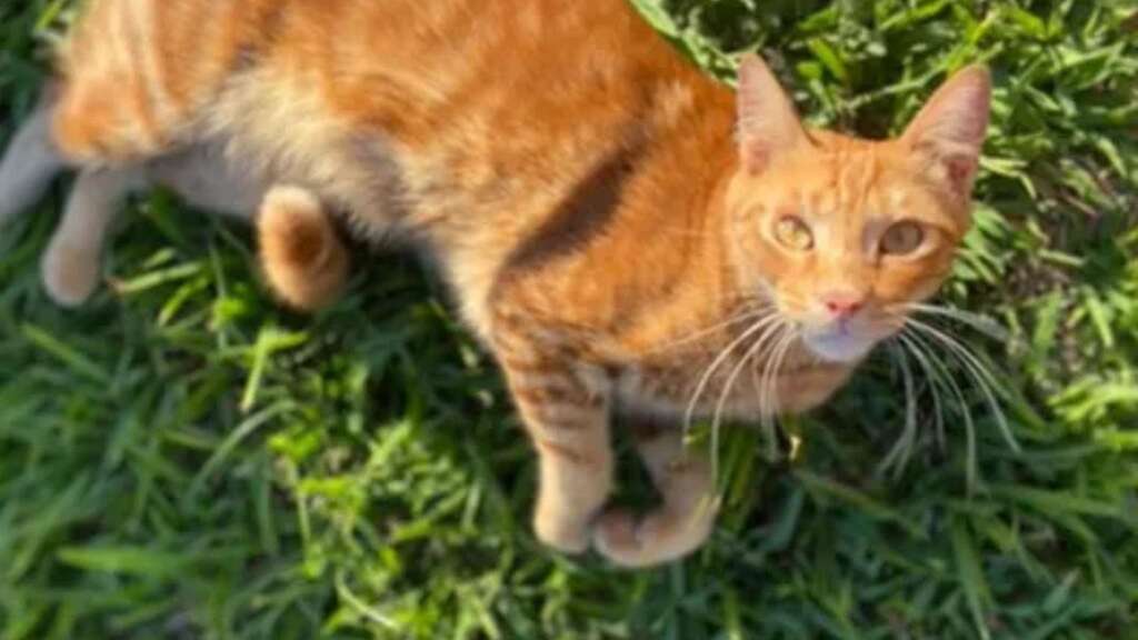 Criado na mamadeira, gato desaparece durante obra e mobiliza tutora
