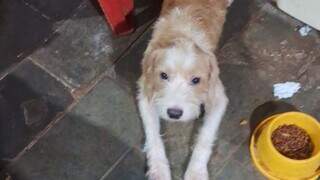 Cachorro 'fiapo de manga' desaparece ap&oacute;s fugir na regi&atilde;o da UCDB
