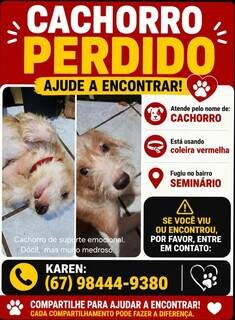 Cachorro 'fiapo de manga' desaparece ap&oacute;s fugir na regi&atilde;o da UCDB