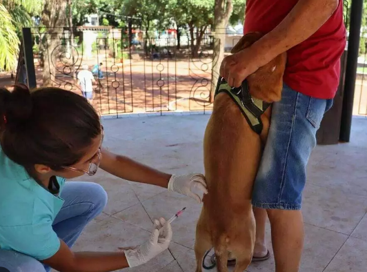 Vacina&ccedil;&atilde;o antirr&aacute;bica segue at&eacute; meio-dia no Estrela do Sul