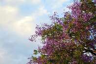 Lilás nas ruas, jacarandás florescem e são confundidos com ipês