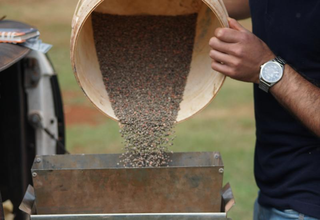 Soja come&ccedil;a a ser plantada dia 16 com produtividade de at&eacute; 52 sacas