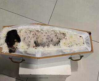 Pai e filhas ser&atilde;o velados lado a lado com cachorrinha ap&oacute;s acidente na rodovia