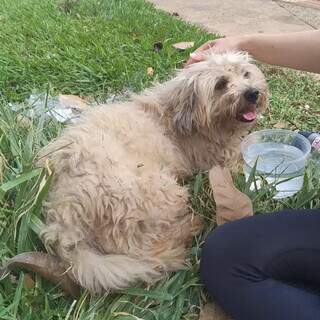 Cachorrinho de bandana precisa encontrar sua família Cachorrinho de bandana precisa encontrar sua família