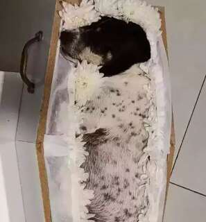 Ap&oacute;s vel&oacute;rio de cachorrinha, saiba se pets podem ser enterrados com tutores 