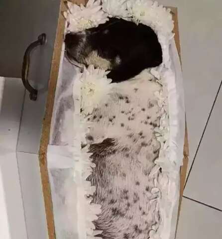 Ap&oacute;s vel&oacute;rio de cachorrinha, saiba se pets podem ser enterrados com tutores 