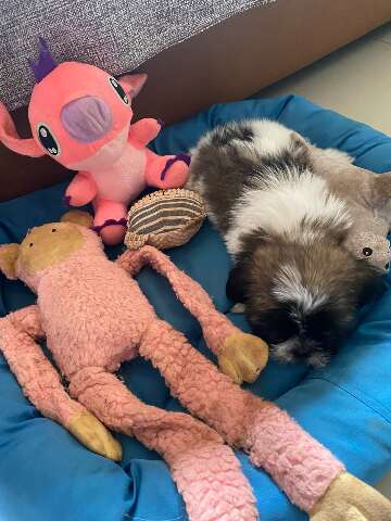 Rescued puppy gets a name, a home, and a fresh start