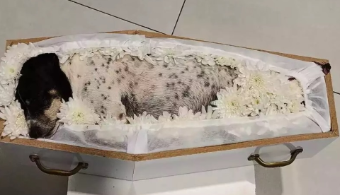 Ap&oacute;s vel&oacute;rio de cachorrinha, saiba se pets podem ser enterrados com tutores 