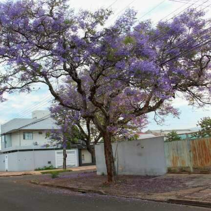 Lil&aacute;s nas ruas, jacarand&aacute;s florescem e s&atilde;o confundidos com ip&ecirc;s