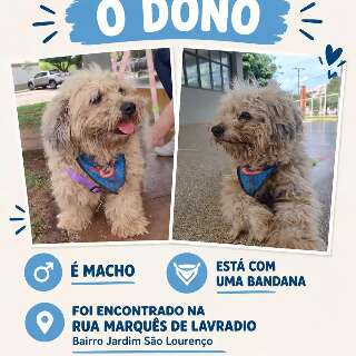 Cachorrinho de bandana precisa encontrar sua fam&iacute;lia 