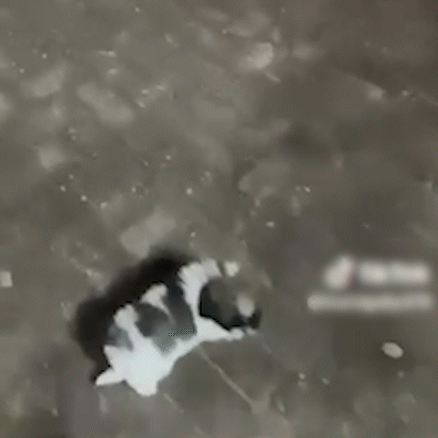 Mulher &eacute; presa ap&oacute;s ser flagrada agredindo filhote de cachorro a chutes