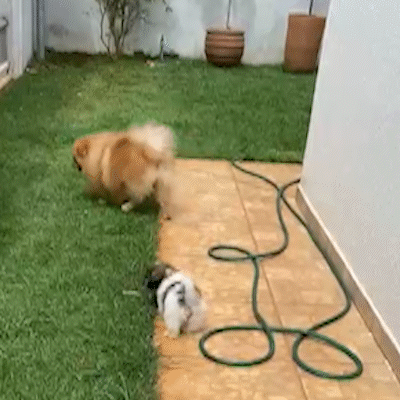 Sobrevivente de maus-tratos, filhotinha ganha nome, lar e turma de 4 patas