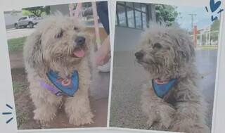 Cachorrinho de bandana precisa encontrar sua família Cachorrinho de bandana precisa encontrar sua família