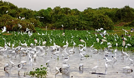 Estudo prop&otilde;e 27 medidas para orientar decis&otilde;es sobre o Pantanal