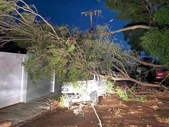 &Aacute;rvore cai sobre casa e deixa casal de idosos preso por risco de choques