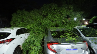 Rajada de vento derruba árvore sobre carros no Hospital Universitário Rajada de vento derruba árvore sobre carros no Hospital Universitário