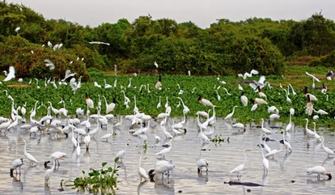 Estudo prop&otilde;e 27 medidas para orientar decis&otilde;es sobre o Pantanal