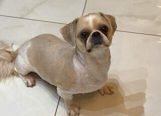 Entre o carinho e o boleto, quando vale pagar plano de saúde pet? Entre o carinho e o boleto, quando vale pagar plano de saúde pet?