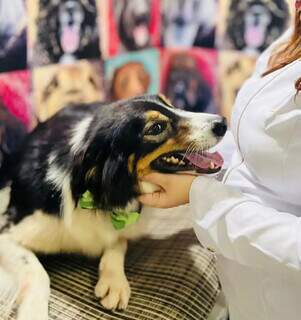 Seu cachorro não desgruda? Apego excessivo pode ser sinal de ansiedade Seu cachorro não desgruda? Apego excessivo pode ser sinal de ansiedade