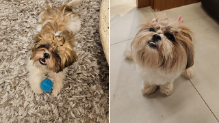Seu cachorro não desgruda? Apego excessivo pode ser sinal de ansiedade Seu cachorro não desgruda? Apego excessivo pode ser sinal de ansiedade