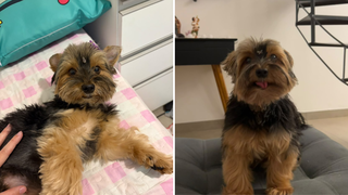 Seu cachorro não desgruda? Apego excessivo pode ser sinal de ansiedade Seu cachorro não desgruda? Apego excessivo pode ser sinal de ansiedade