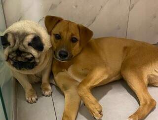 Entre o carinho e o boleto, quando vale pagar plano de saúde pet? Entre o carinho e o boleto, quando vale pagar plano de saúde pet?