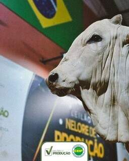 Leil&atilde;o de touros de excel&ecirc;ncia &eacute; destaque neste domingo