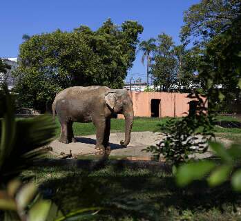 Mais um na rota de MS: elefante "Sandro" cruzar&aacute; o Estado rumo a Santu&aacute;rio