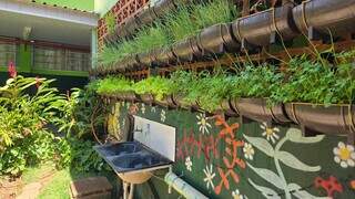 Água que escorria no corredor vira horta e projeto científico em escolas de MS Água que escorria no corredor vira horta e projeto científico em escolas de MS