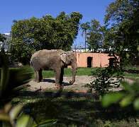 Mais um na rota de MS: elefante "Sandro" cruzar&aacute; o Estado rumo a Santu&aacute;rio