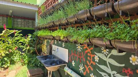 &Aacute;gua que escorria no corredor vira horta e projeto cient&iacute;fico em escolas de MS