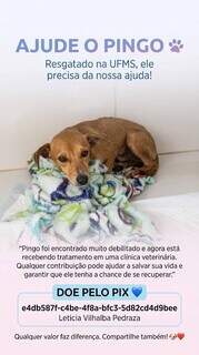 Pequeno e assustado, Pingo foi resgatado debilitado e precisa de ajuda Pequeno e assustado, Pingo foi resgatado debilitado e precisa de ajuda