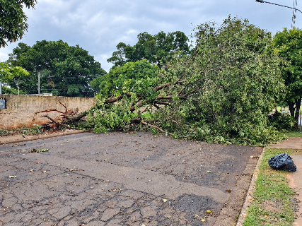&Aacute;rvore ca&iacute;da h&aacute; 5 dias bloqueia rua inteira no Universit&aacute;rio