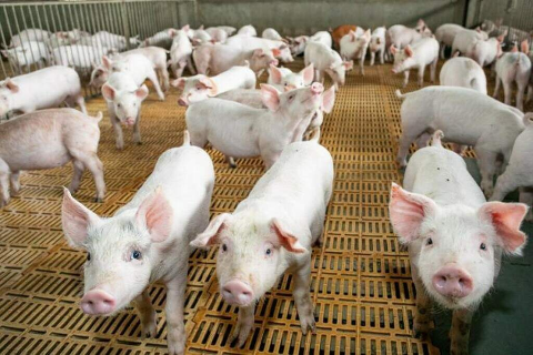 Abate de su&iacute;nos cresce 16% e chega a 2,1 milh&otilde;es de animais em MS