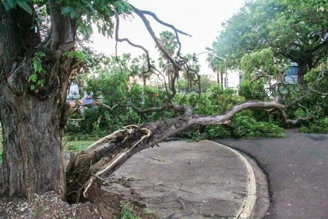 Prefeitura promete mapear &aacute;rvores danificadas e revisar planos de emerg&ecirc;ncia