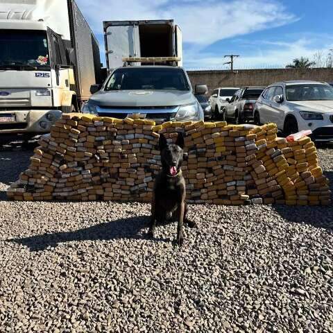 Curso in&eacute;dito prepara c&atilde;es para localizar drogas em ve&iacute;culos, bagagens e pr&eacute;dios