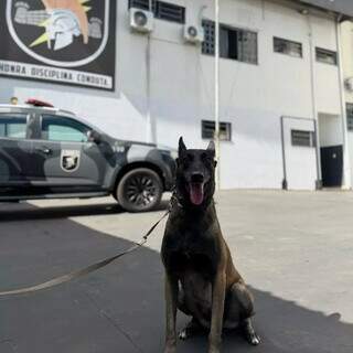 Curso inédito prepara cães para localizar drogas em veículos, bagagens e prédios Curso inédito prepara cães para localizar drogas em veículos, bagagens e prédios