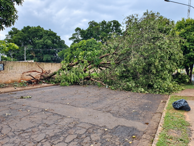 &Aacute;rvore ca&iacute;da h&aacute; 5 dias bloqueia rua inteira no Universit&aacute;rio