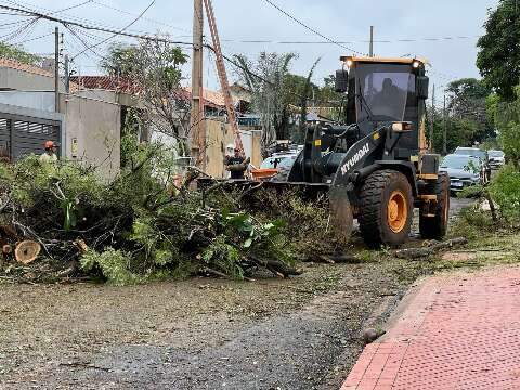 Desde o temporal, popula&ccedil;&atilde;o fez 423 pedidos para remover &aacute;rvores ou galhos