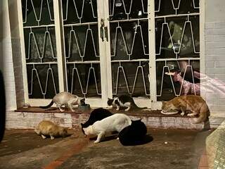 Amigas j&aacute; castraram 80 gatos para evitar que centenas nas&ccedil;am nas ruas