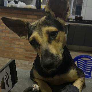 Luna foge durante chuva e fam&iacute;lia oferece pizza e refri por not&iacute;cias
