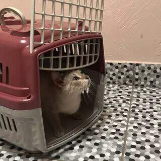Amigas j&aacute; castraram 80 gatos para evitar que centenas nas&ccedil;am nas ruas