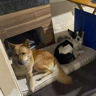 Kyra e Zico somem e tutora oferece recompensa 