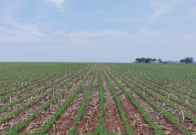 Vazio sanit&aacute;rio termina hoje e soja pode voltar ao campo a partir de amanh&atilde;