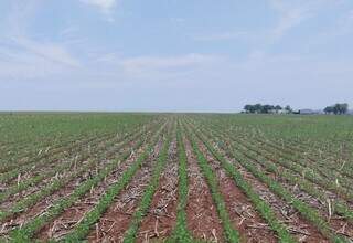 Vazio sanitário termina hoje e soja pode voltar ao campo a partir de amanhã Vazio sanitário termina hoje e soja pode voltar ao campo a partir de amanhã