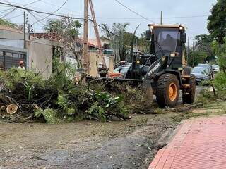 Desde o temporal, popula&ccedil;&atilde;o fez 423 pedidos para remover &aacute;rvores ou galhos
