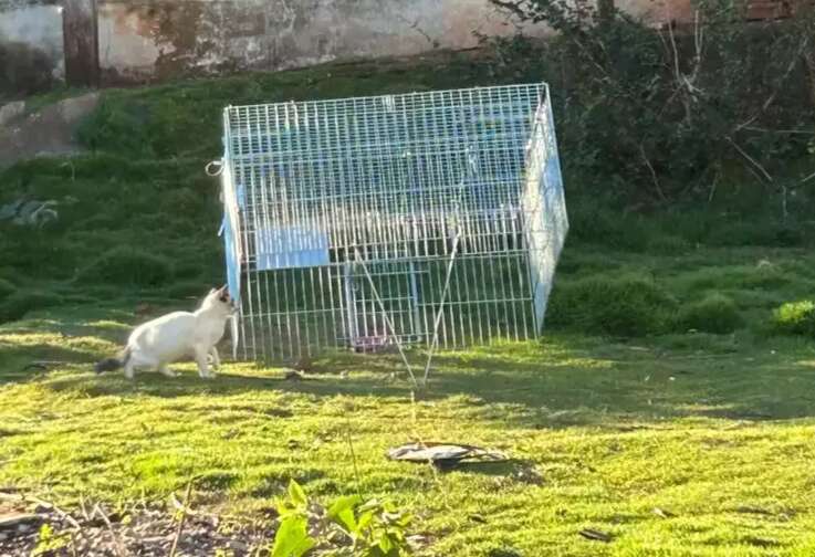 Amigas já castraram 80 gatos para evitar que centenas nasçam nas ruas