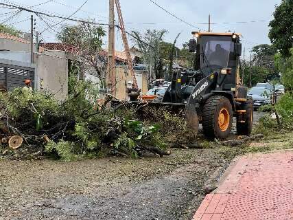 Desde o temporal, popula&ccedil;&atilde;o fez 423 pedidos para remover &aacute;rvores ou galhos