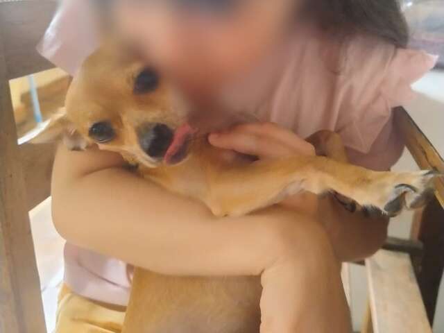 Pinscher some em segundos e fam&iacute;lia oferece recompensa por Princesa