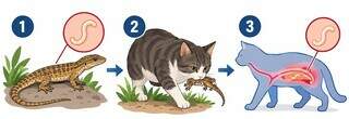Com Miau internada, tutora busca apoio para continuar o tratamento Com Miau internada, tutora busca apoio para continuar o tratamento
